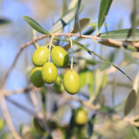 olive-001